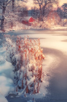 Cattails and the Cabin
