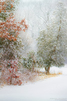Snowfall