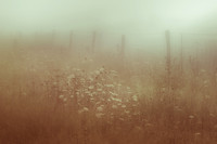 Dream