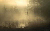 Illuminating the Mist