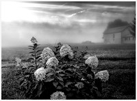 The Flowers and the Barn