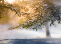 Winter Light