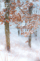 Trees of Winter