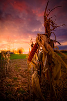 The Forgotten Corn