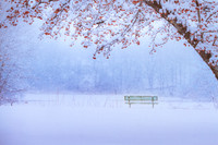 The Park