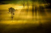 Nature's Stage